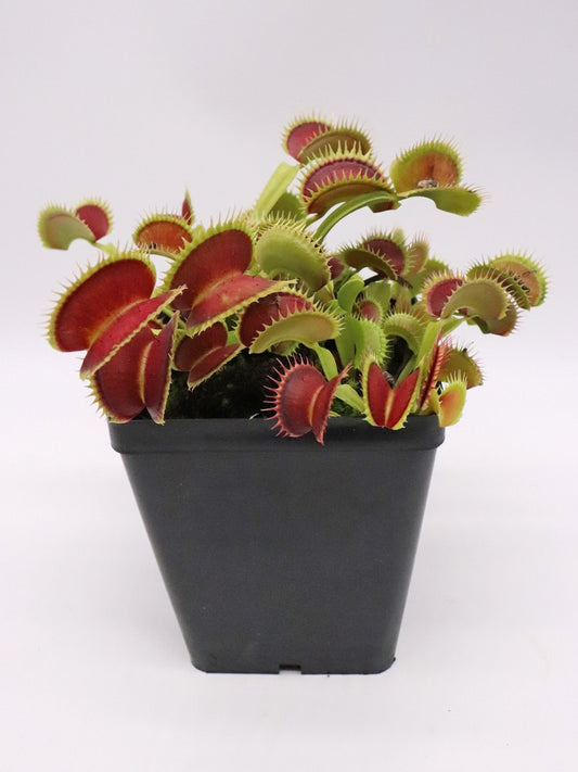 Dionaea muscipula  Tiger fangs