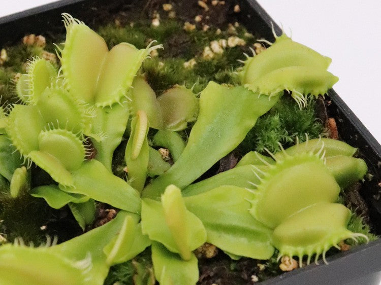 Dionaea muscipula Angelwings