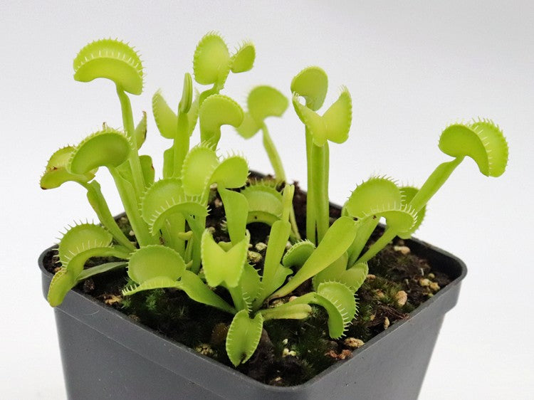 Dionaea muscipula Arched trap D.Svarc