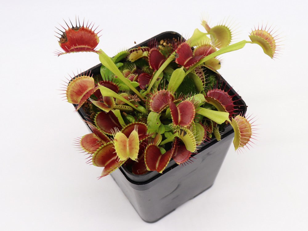 Dionaea muscipula Black pearl
