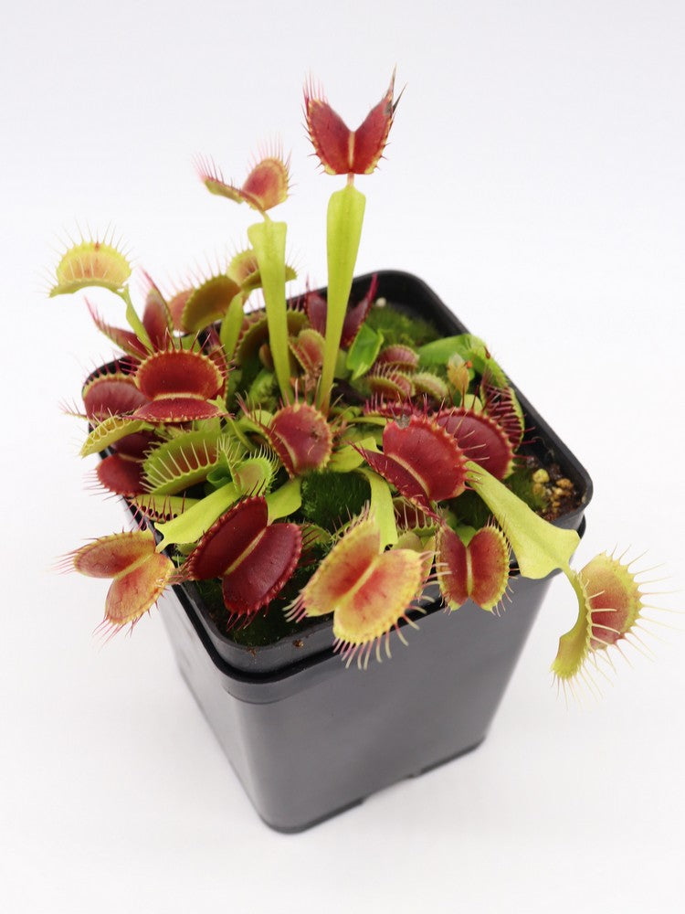 Dionaea muscipula Black pearl