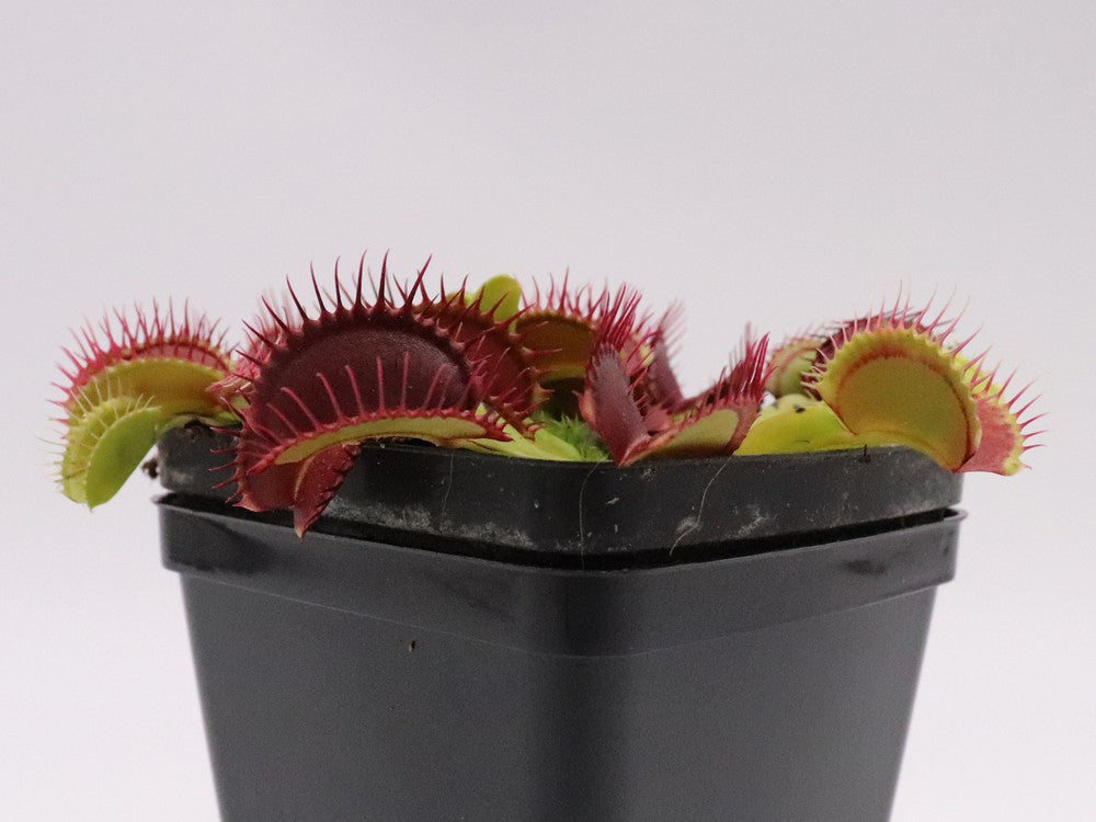 Dionaea muscipula  Bleeding gum