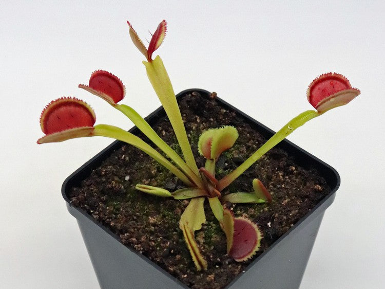 Dionaea muscipula BZ Razorback