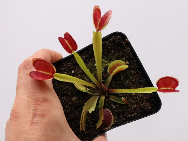 Dionaea muscipula BZ Razorback
