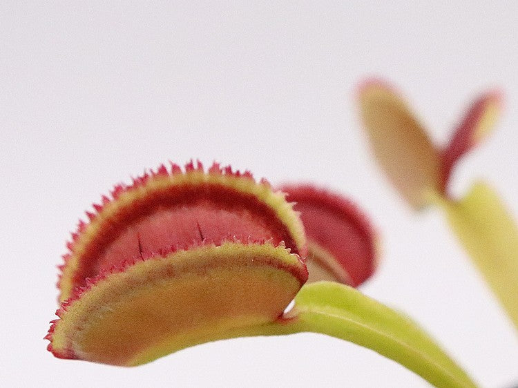 Dionaea muscipula BZ Razorback