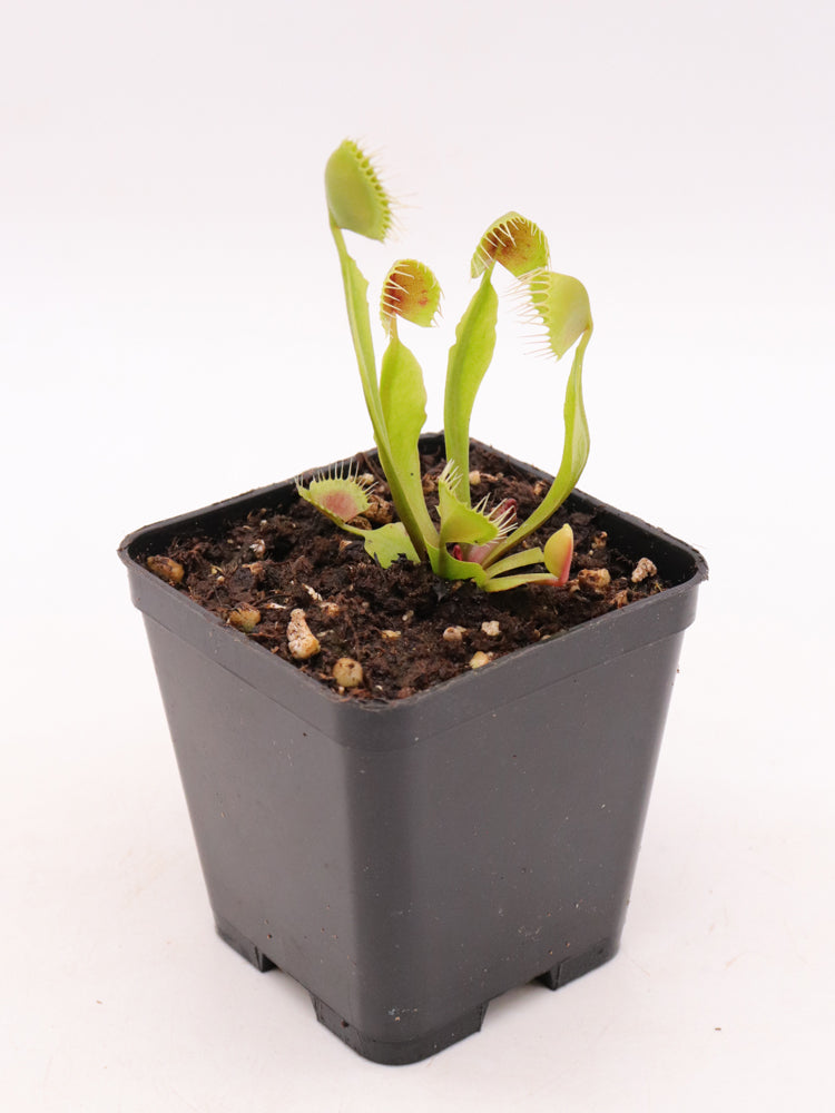 Dionaea muscipula  Erected Cupped trap