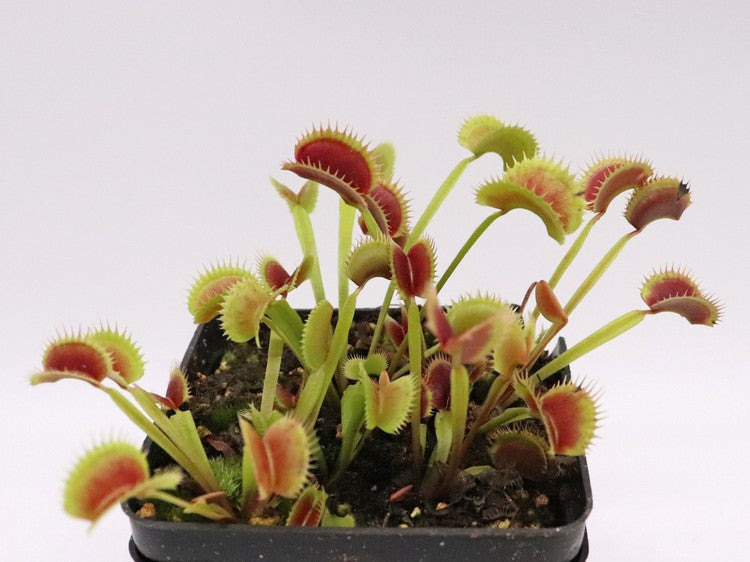 Dionaea muscipula Fico d'india