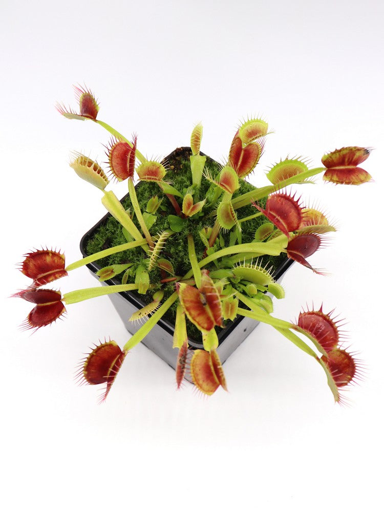 Dionaea muscipula Fuzzy teeth Svarc