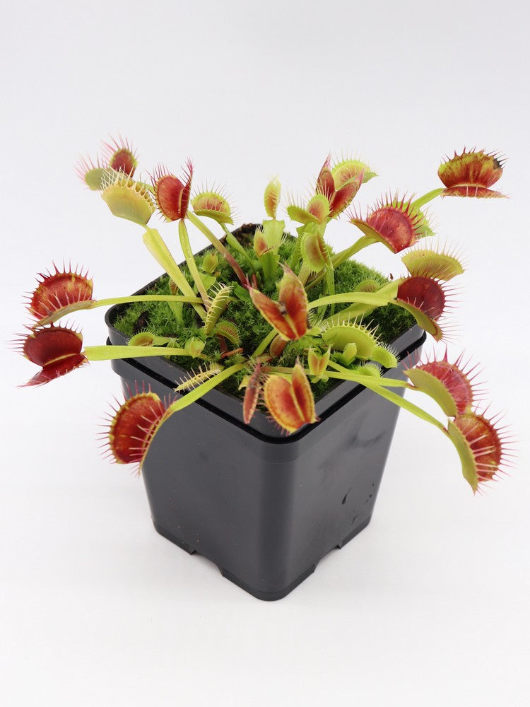Dionaea muscipula Fuzzy teeth Svarc