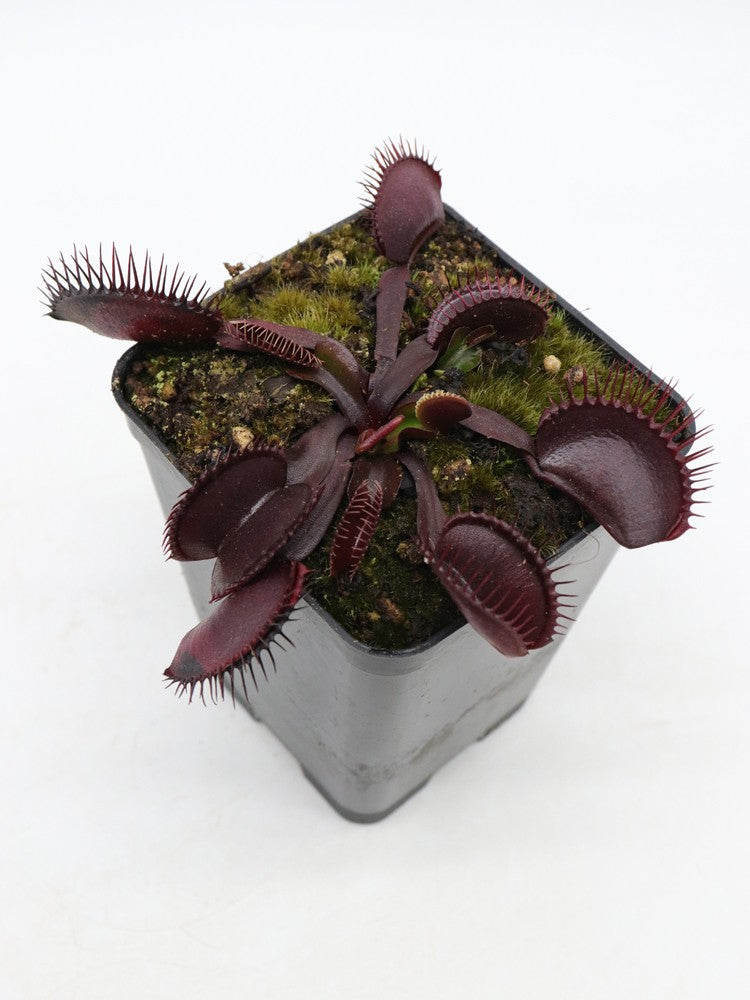 Dionaea muscipula GC Black Death