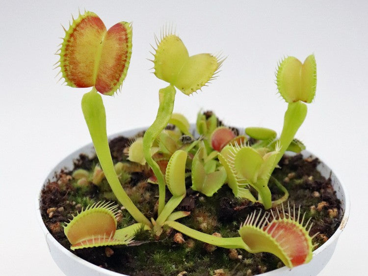 Dionaea muscipula "GC Madness"
