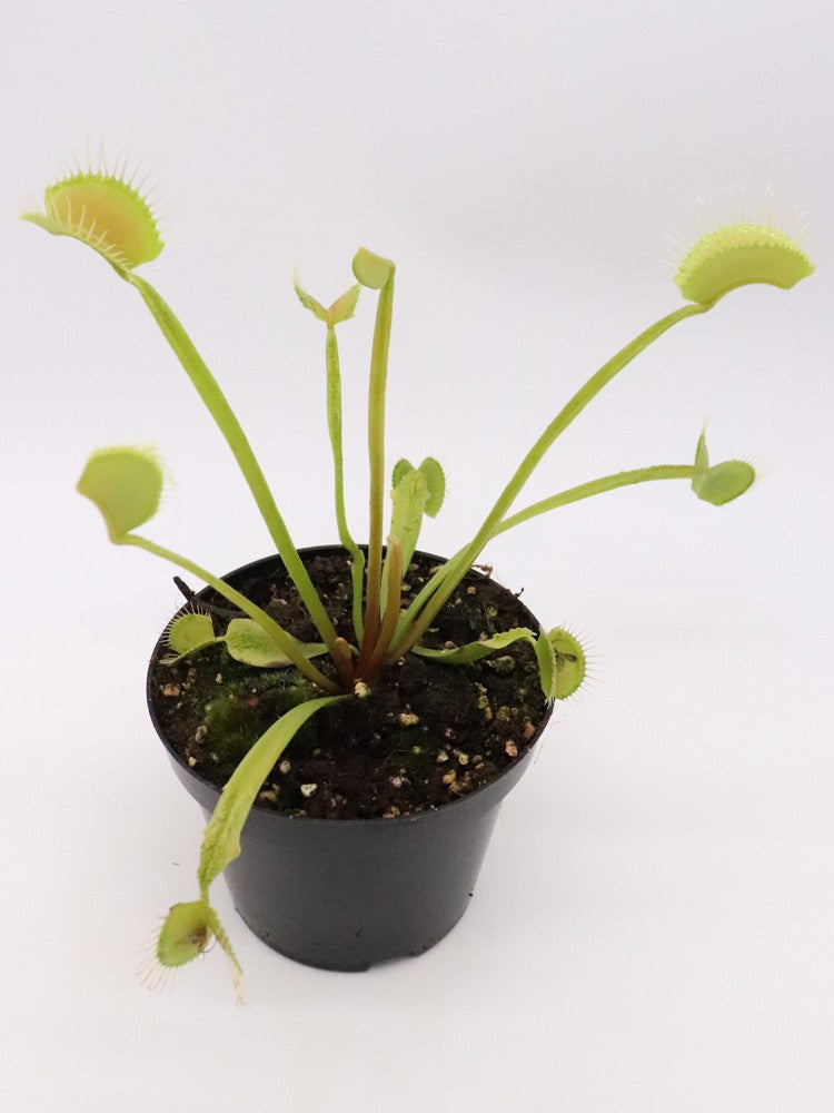 Dionaea muscipula GC Slim Crested