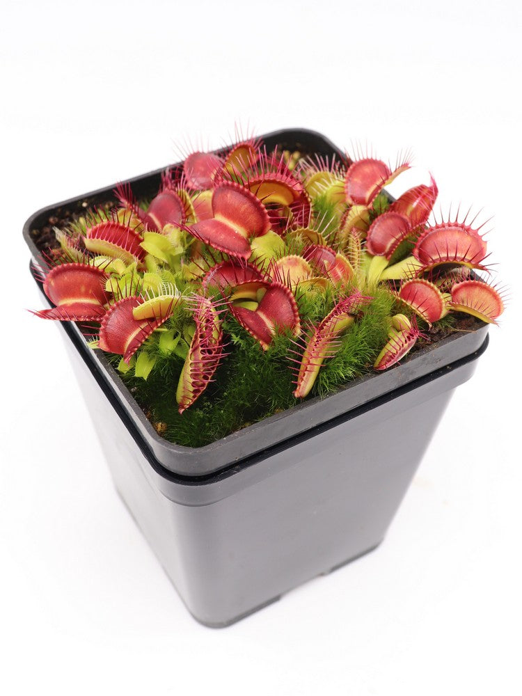 Dionaea muscipula Hard Red Line