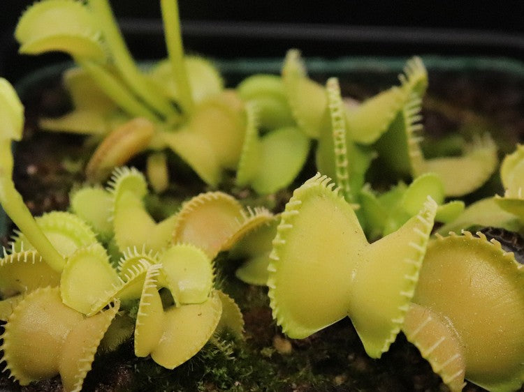 Dionaea muscipula Harmony