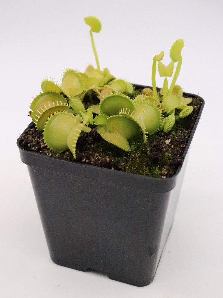 Dionaea muscipula Harmony
