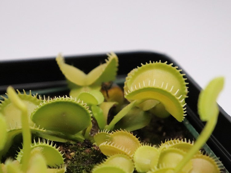 Dionaea muscipula CK Harmony