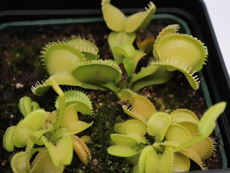 Dionaea muscipula Harmony