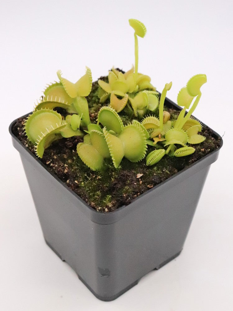 Dionaea muscipula Harmony