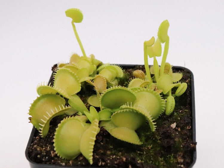 Dionaea muscipula Harmony