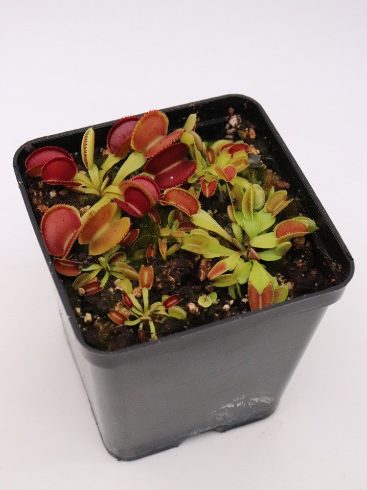 Dionaea muscipula Microdent