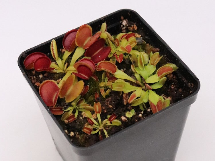 Dionaea muscipula Microdent