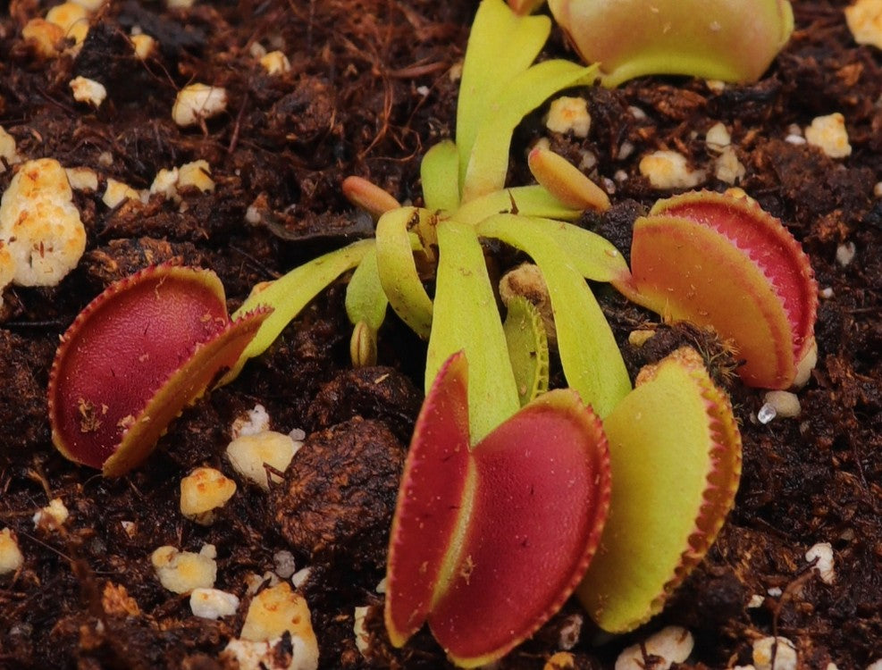 Dionaea muscipula Microdent