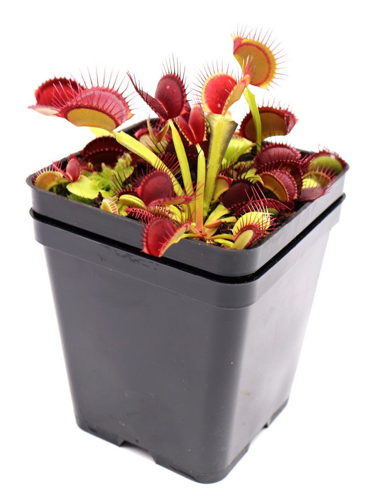 Dionaea muscipula "Red line"
