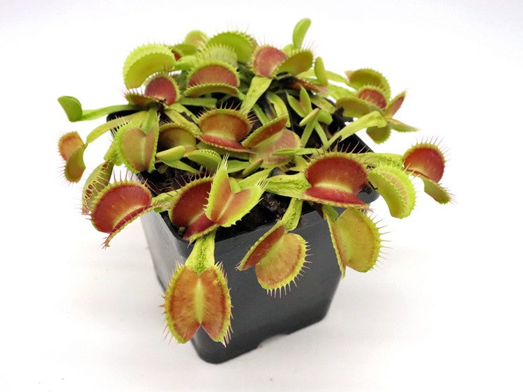 Dionaea muscipula GC Slim Crested