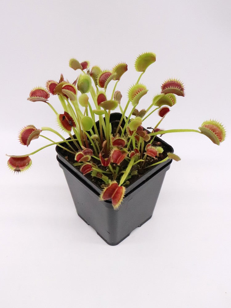 Dionaea muscipula "Tomm" Svarc
