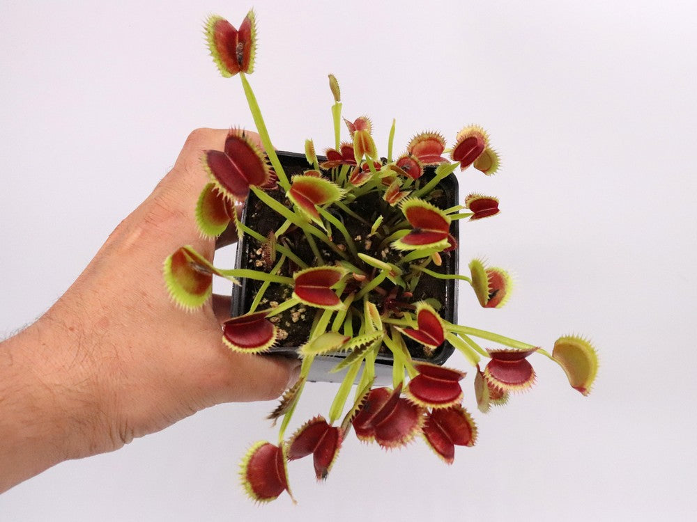 Dionaea muscipula "Tomm" Svarc