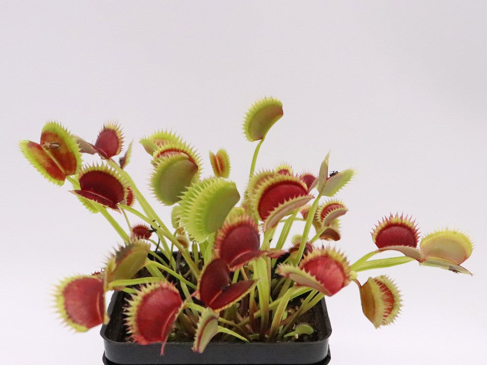 Dionaea muscipula "Tomm" Svarc