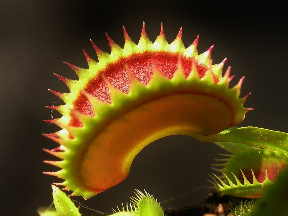 Dionaea muscipula  Big Dracula