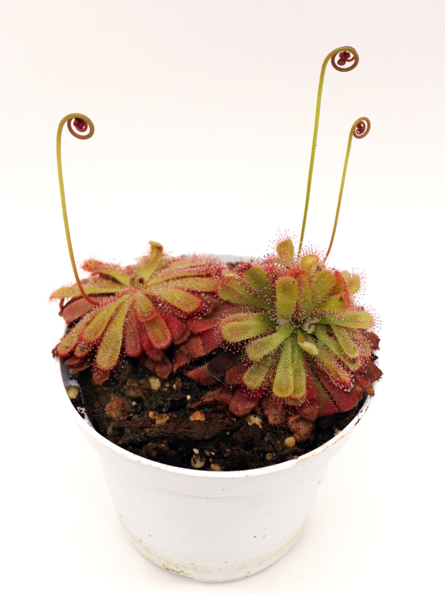 Drosera aliciae
