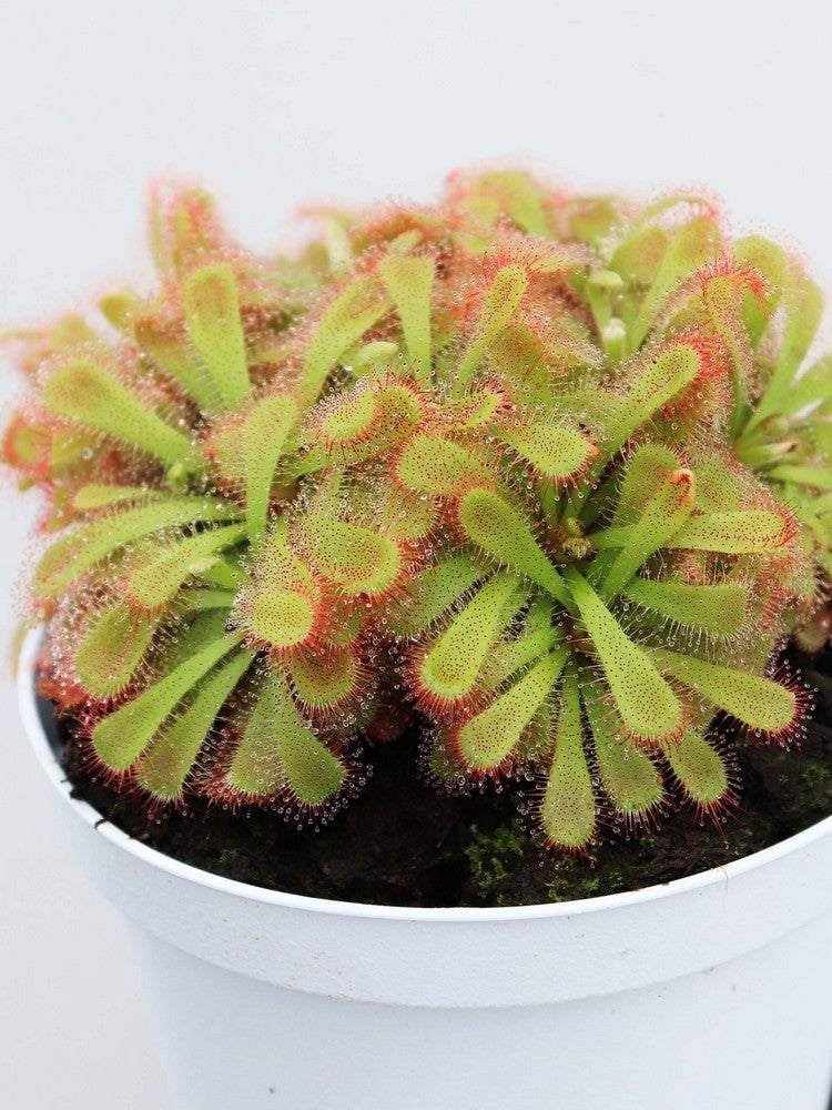 Drosera aliciae