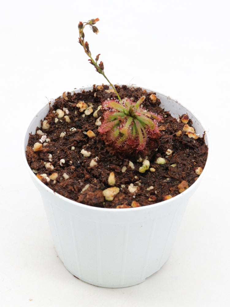 Drosera arenicola Akopan Tepui, Chimanta Massif