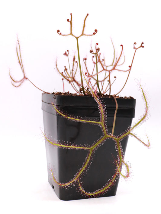 Drosera binata var. multifida extrema