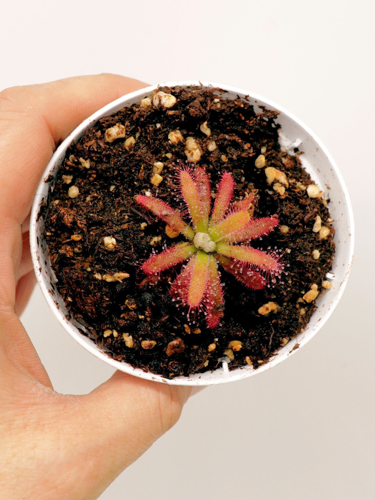 Drosera graomogolensis Itacambira, Minas Gerais, Brazil