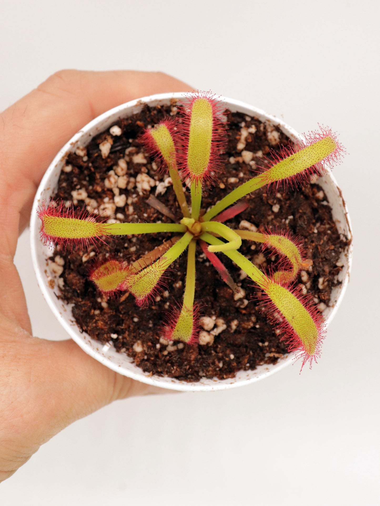 FRISCHE SAMEN von DROSERA 'HERCULES'
