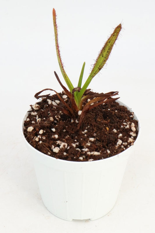 Drosera murfettii 'Giant form' The Druids, Tasmania