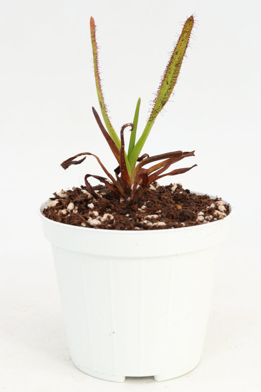 Drosera murfettii "Giant form" Harz Mountains, Tasmania