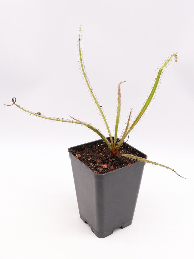 Drosera regia "Wilhelma Clone"