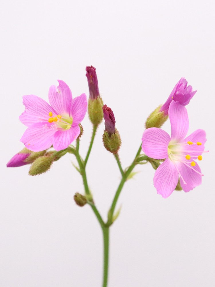 Drosera regia "Wilhelma Clone"