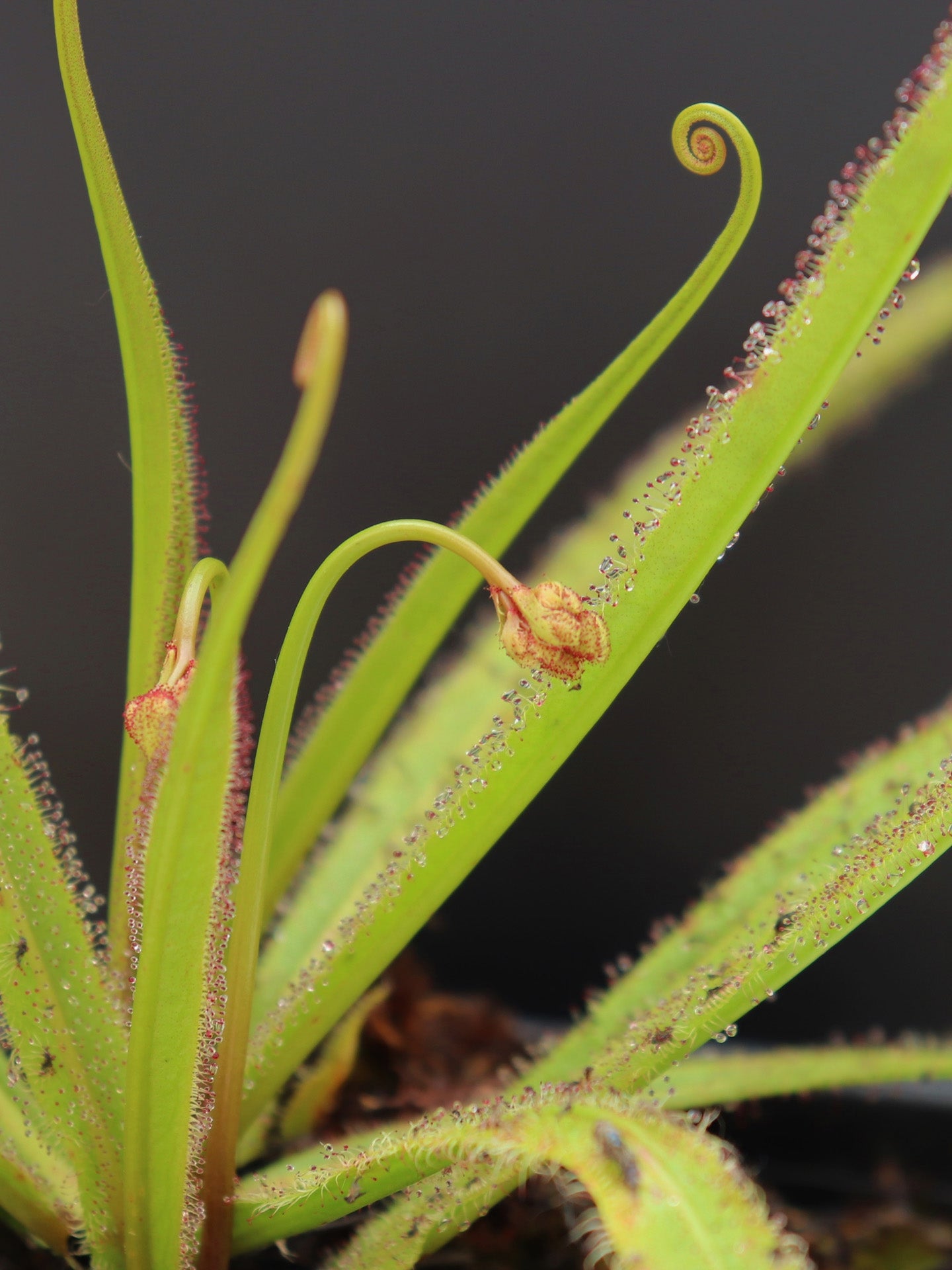 Drosera regia "Upper waterfall site" Bains Kloof, Higher Altitude form