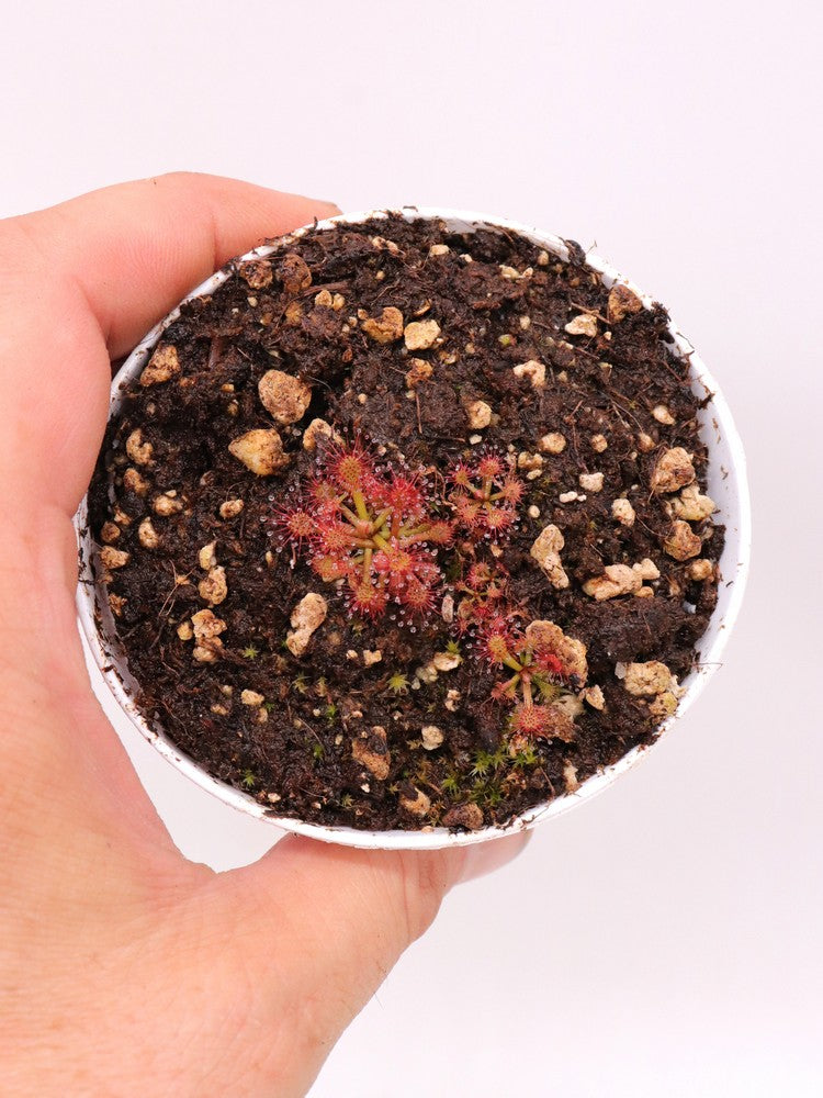 Drosera roraimae Akopan Tepui, Chimanta Massif