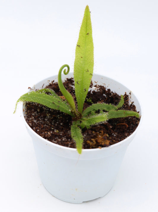 Drosera adelae  Bishop Peak, Queensland, AU