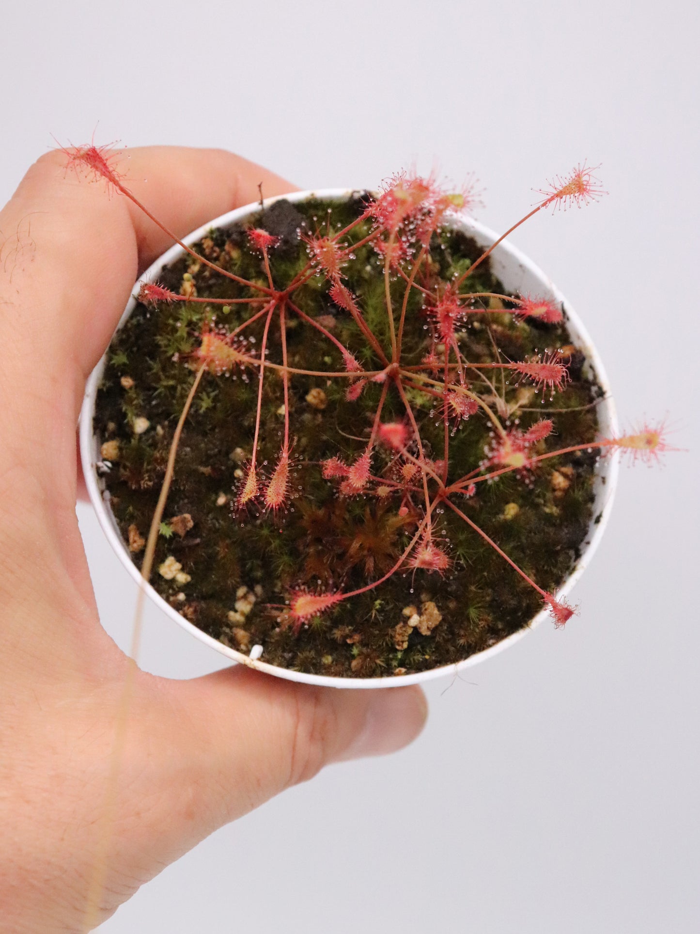 Drosera affinis