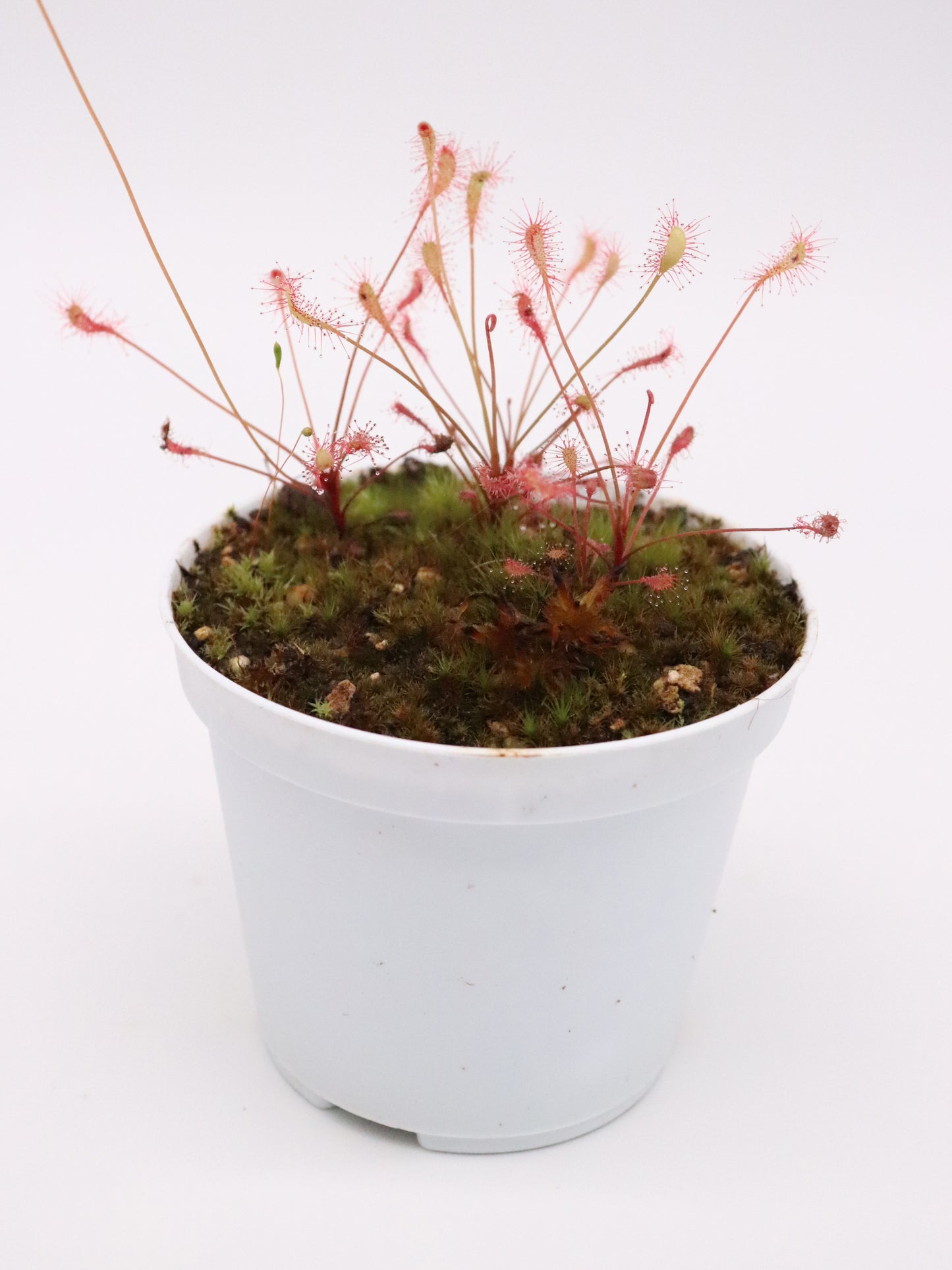 Drosera affinis
