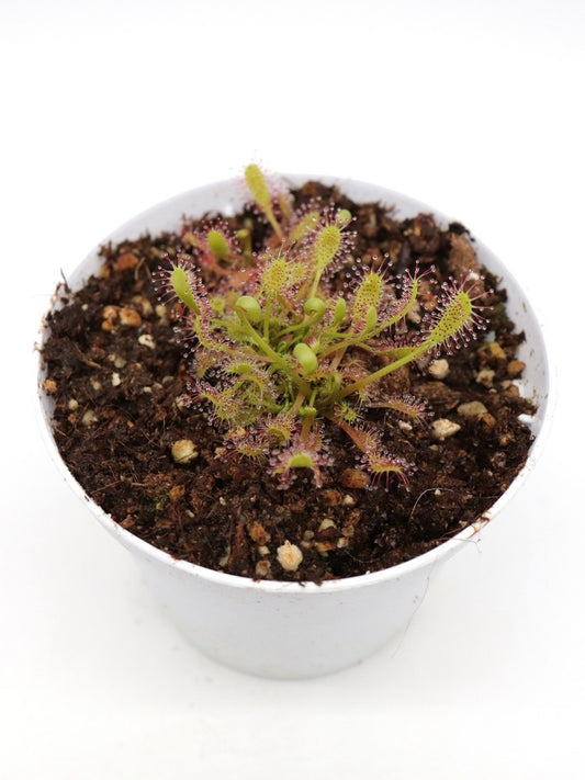 Drosera anglica Kanaele Bog, Kauai, Hawaii