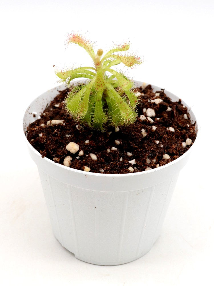 Drosera hirticalyx Cerro Marahuaca, Venezuela
