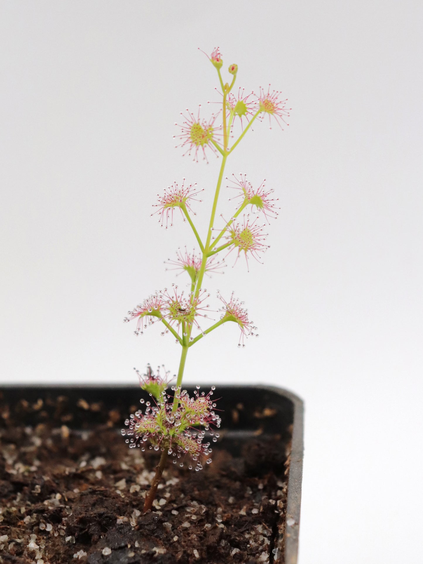 Drosera porrecta Marchagee, West Australia